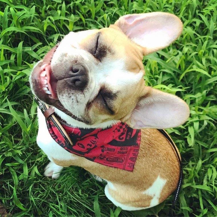 Прикольные для поднятия настроения