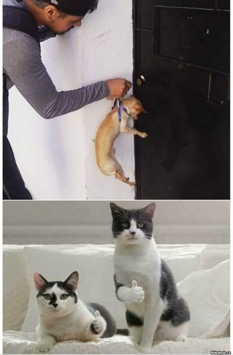 Ржачные картинки с надписями для поднятия настроения