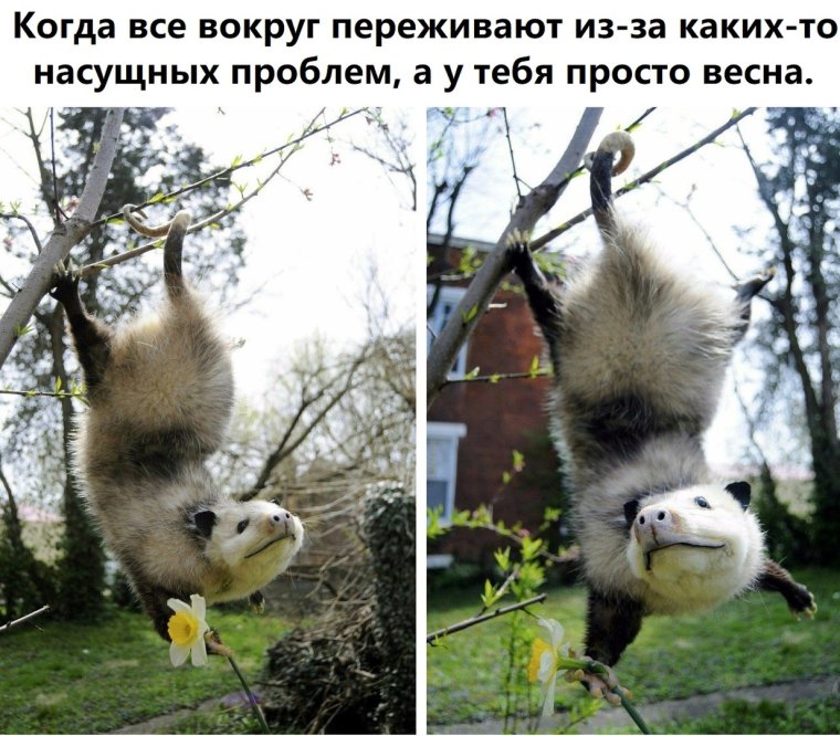 Самые позитивные картинки для поднятия настроения