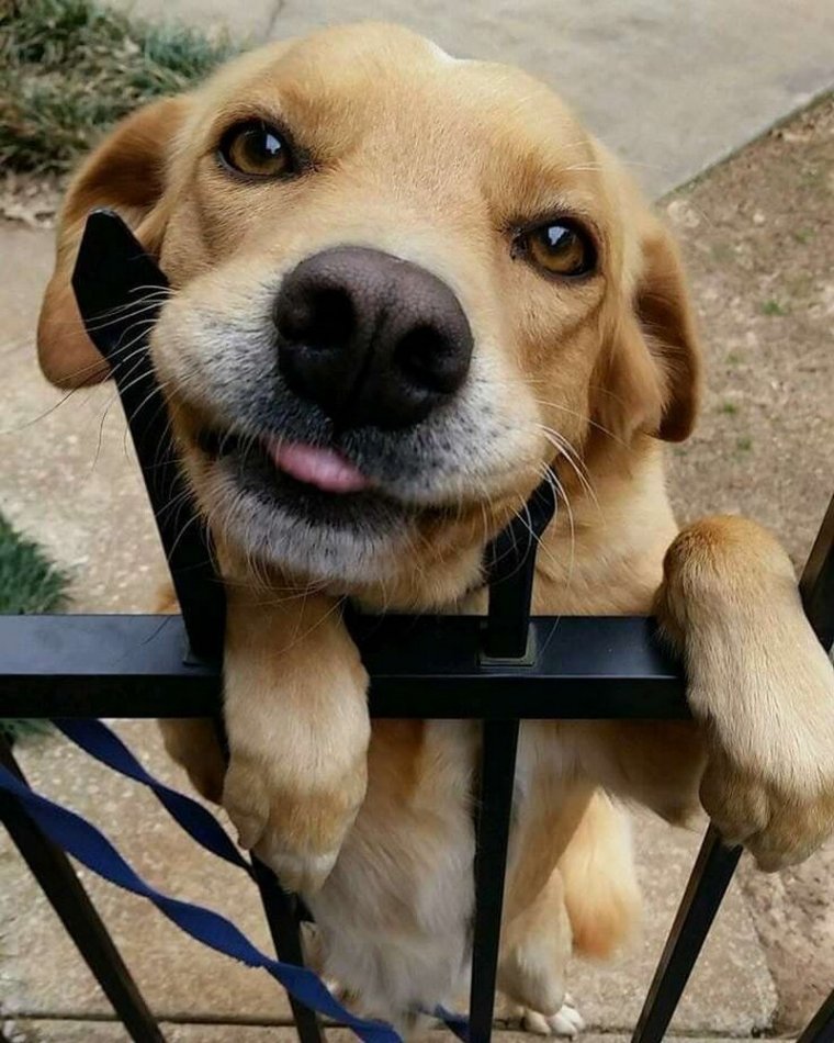 Позитивные собаки