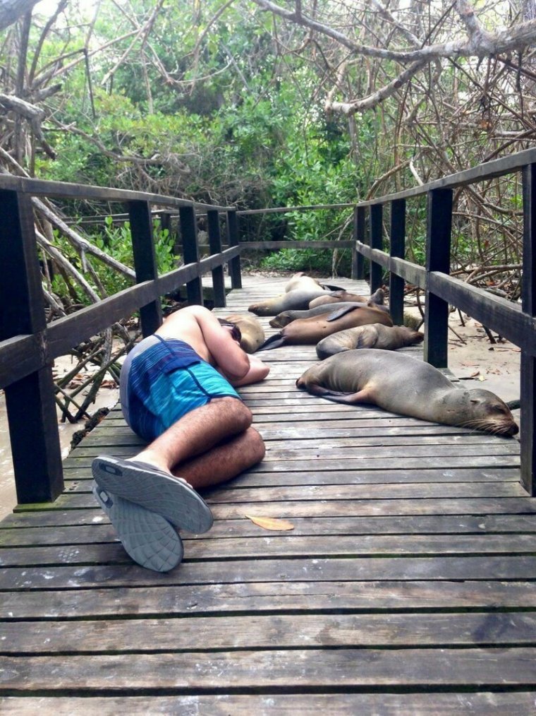 Безбашенные животные