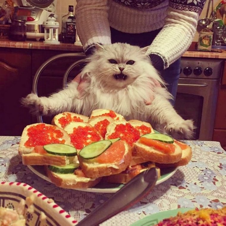 Котики с едой