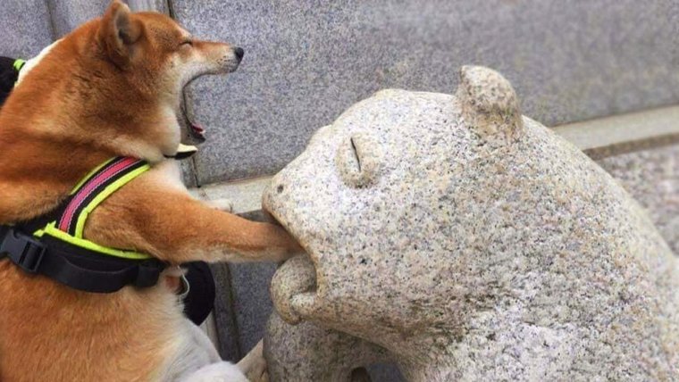 Фото поднять настроение приколы