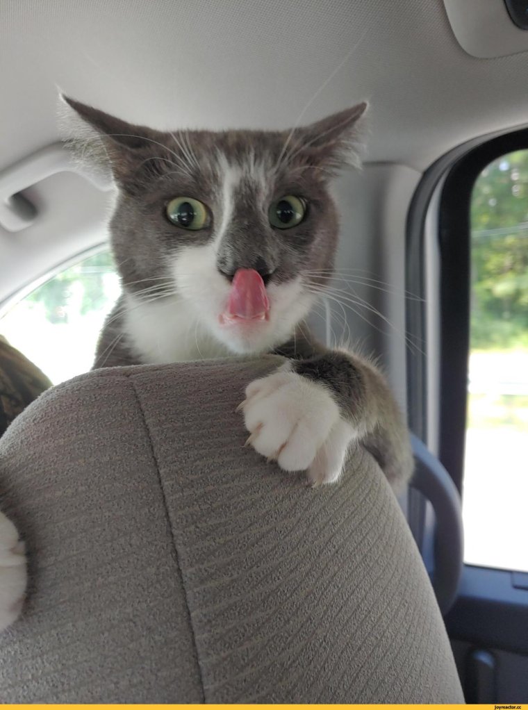 Прикольные картинки для поднятия настроения