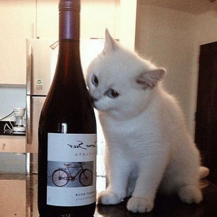 Котенок с вином