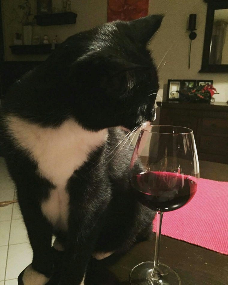 Котик с бокалом вина