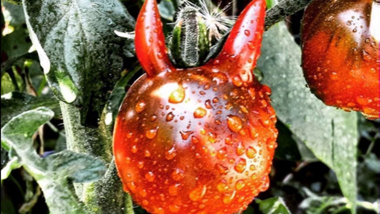 Необычные фрукты