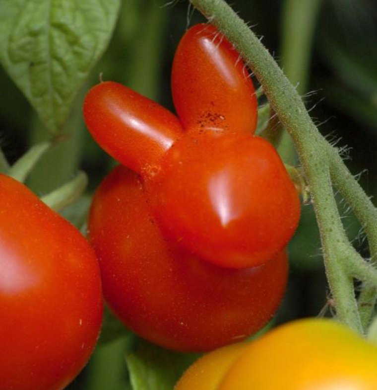 Овощи необычной формы