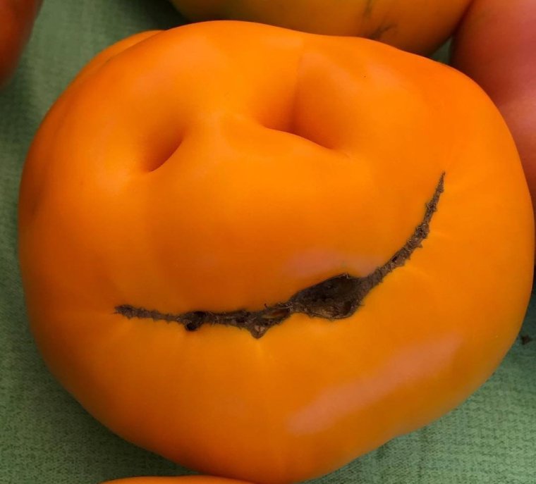 Необычные по форме овощи