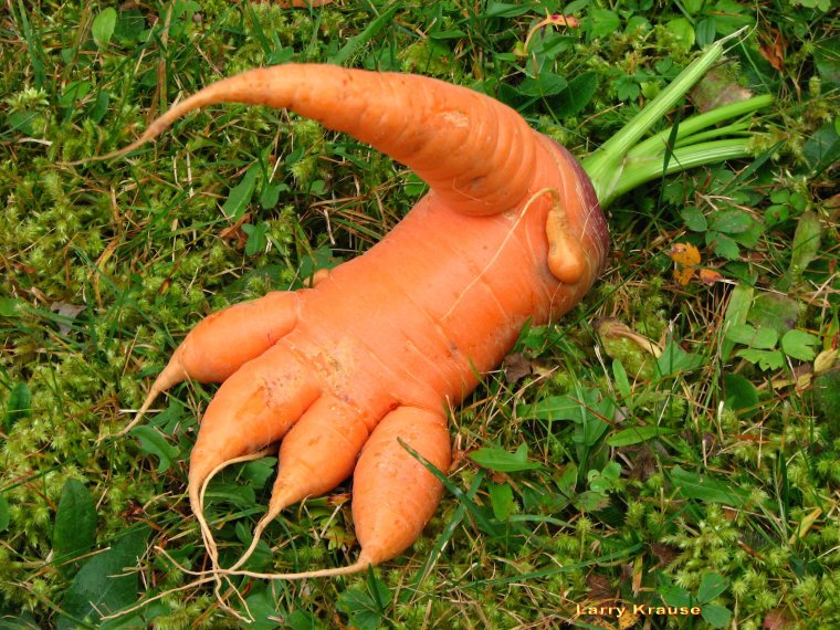 Смешная морковь