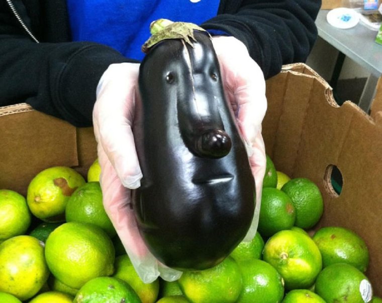 Самый большой баклажан в мире