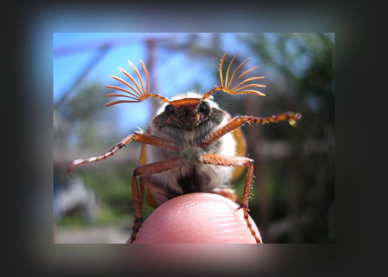 Майский Жук смешной