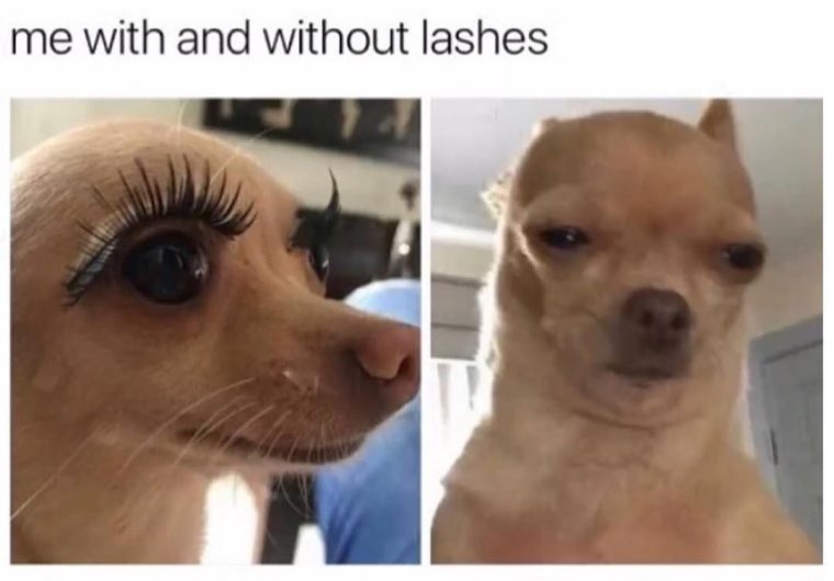 Собачка с ресницами