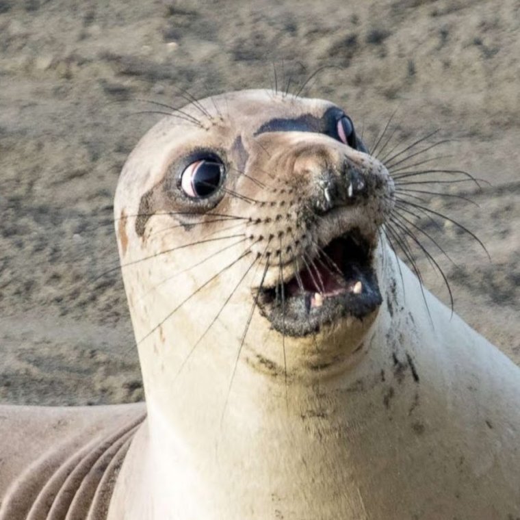 Довольный морской котик