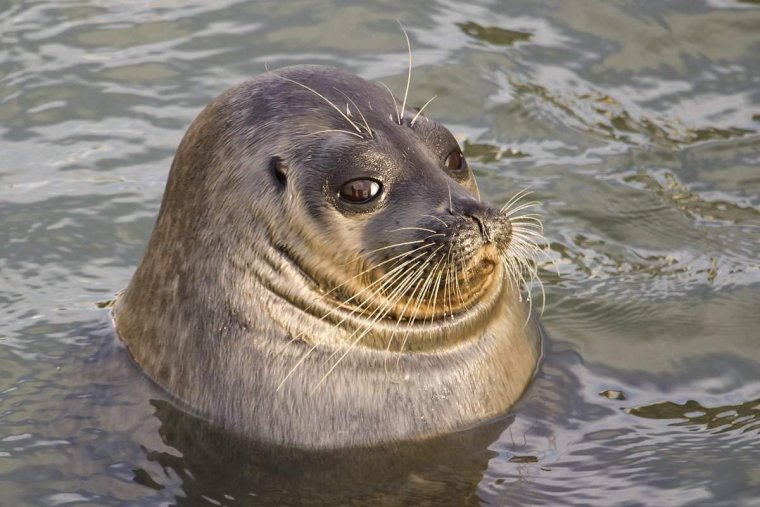 Морские котики и нерпы