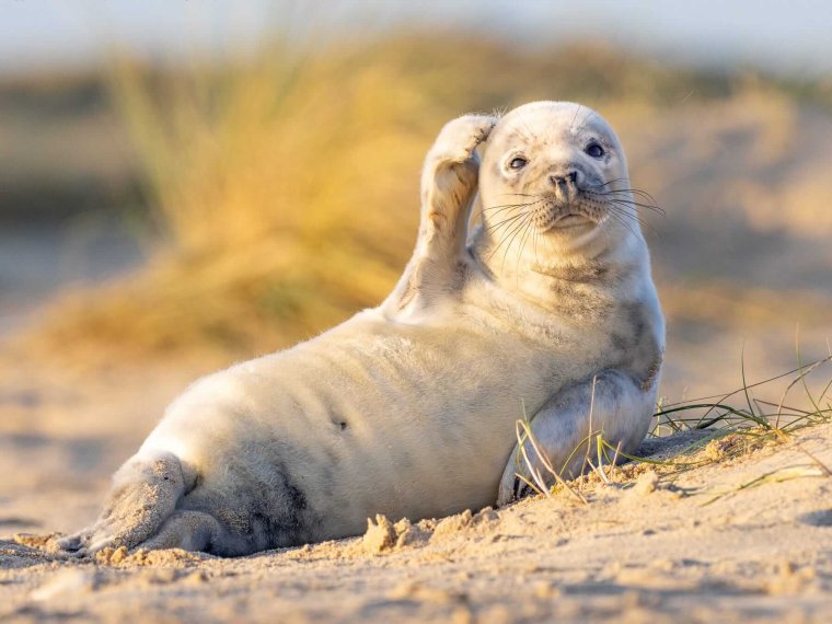 Comedy Wildlife photo Awards 2020