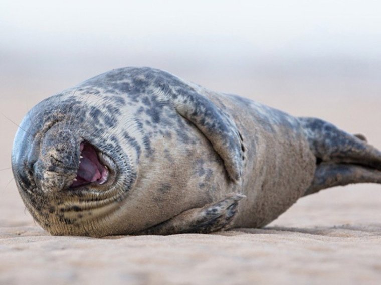Тюлень улыбается