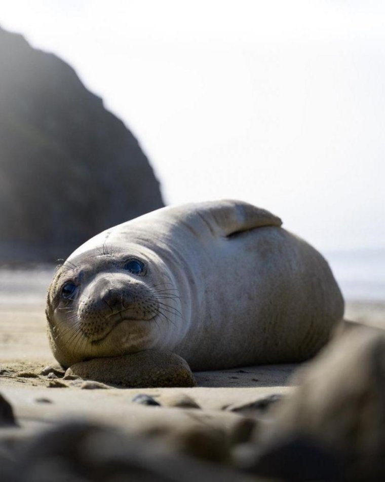 Безухие тюлени