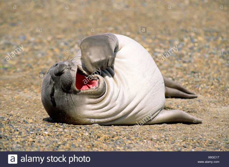Тюлень зевает