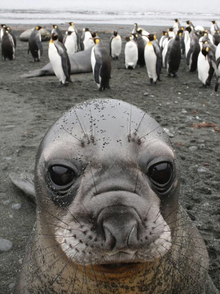 Остров Маккуори Антарктида