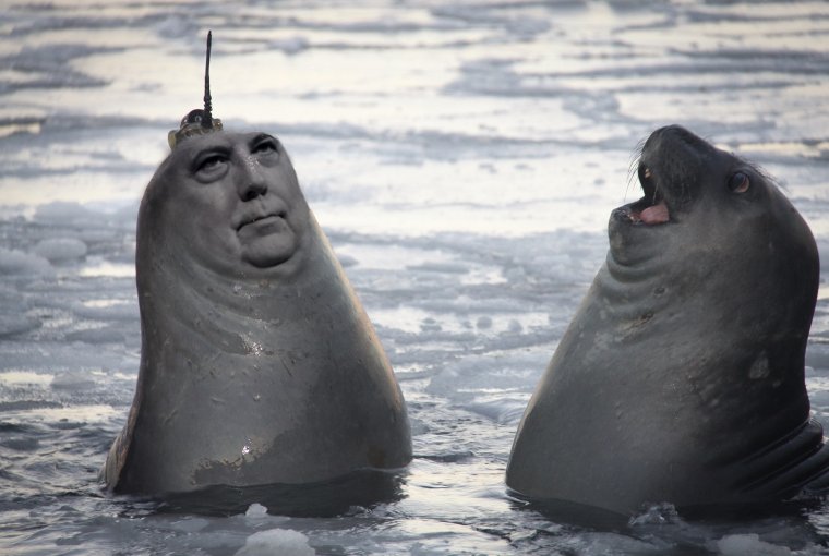 Морской котик смешной