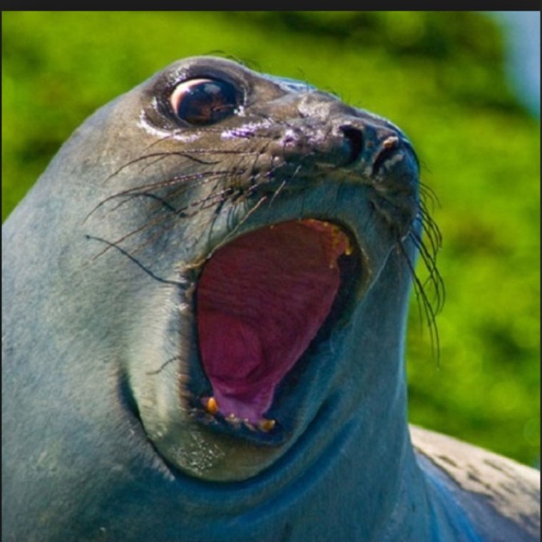 Смешной тюлень