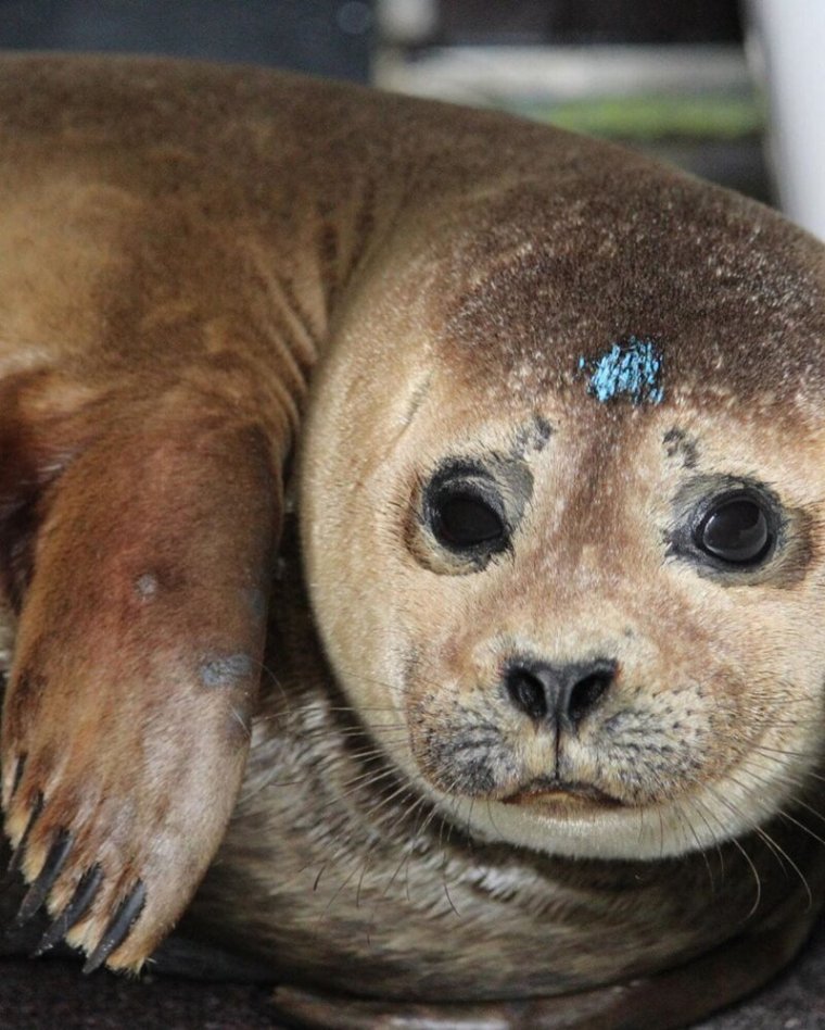 Милые тюленчики