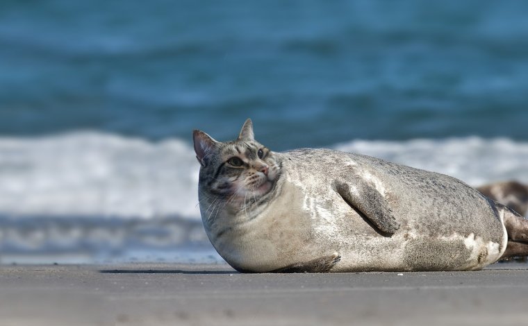 Морской котик смешной