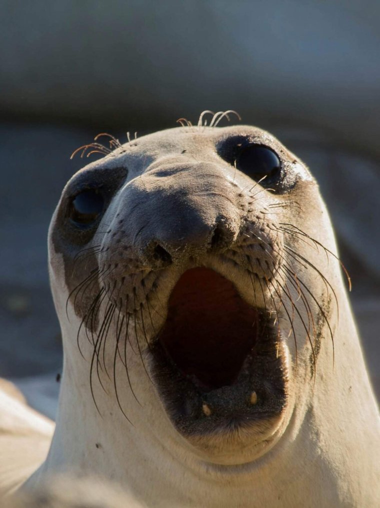 Смешной тюлень