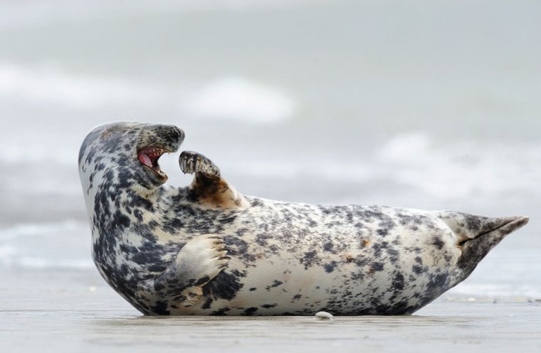 Смех тюленя