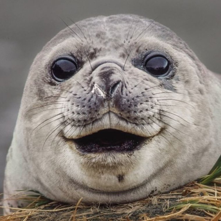 Тюлень улыбается