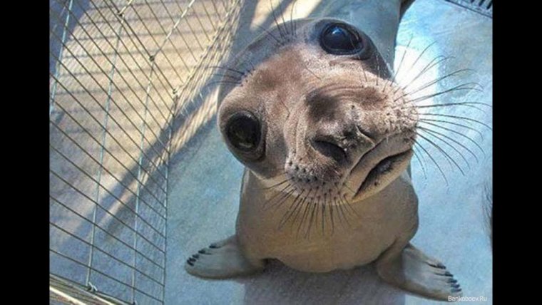 Прикольные животные тюлень
