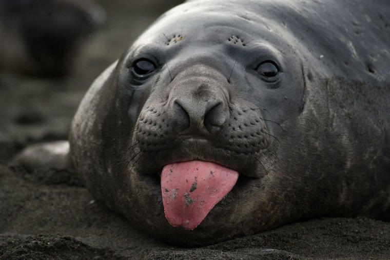 Смешные морские животные