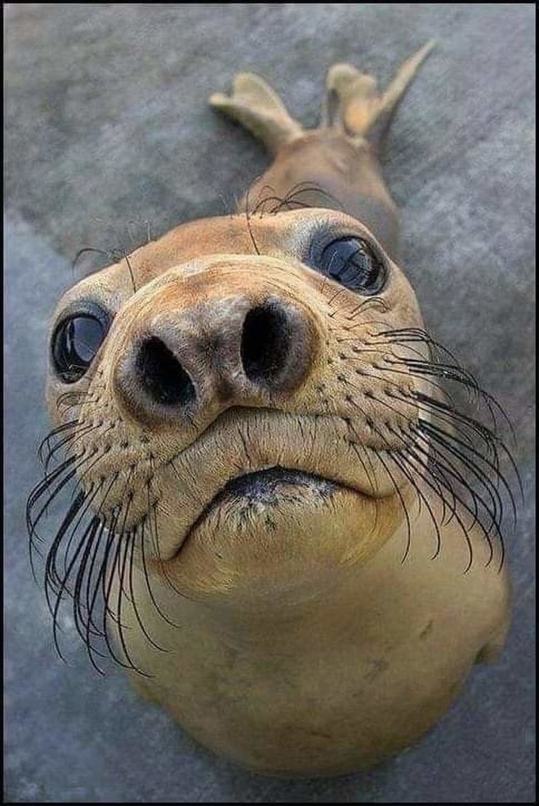 Смешные морские животные