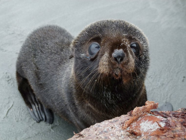 Упоротый морской котик