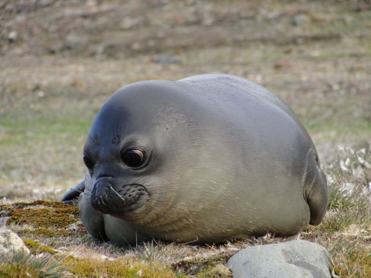 Толстые тюлени