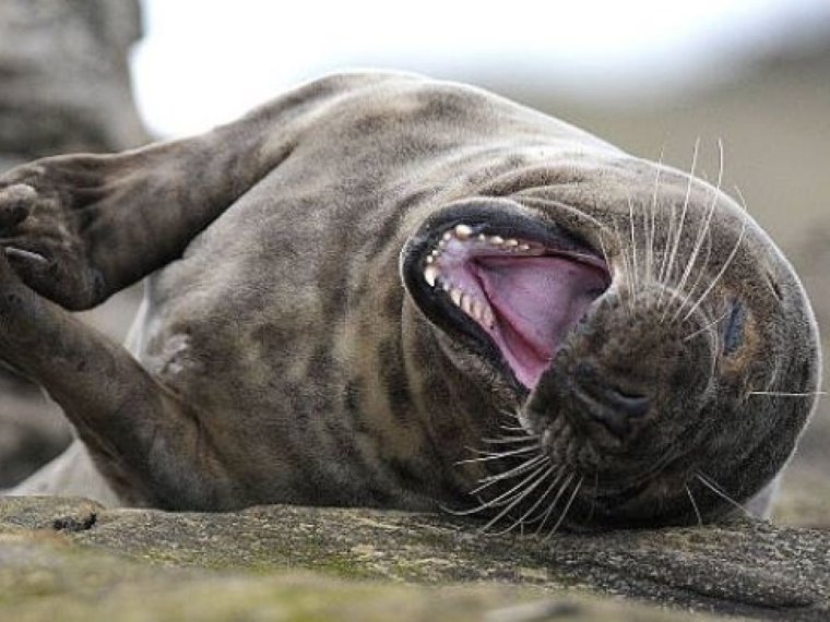 Морж зевает