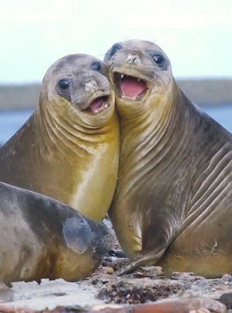 Ластоногие сивуч