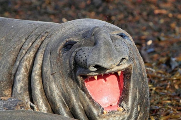 Морж улыбается