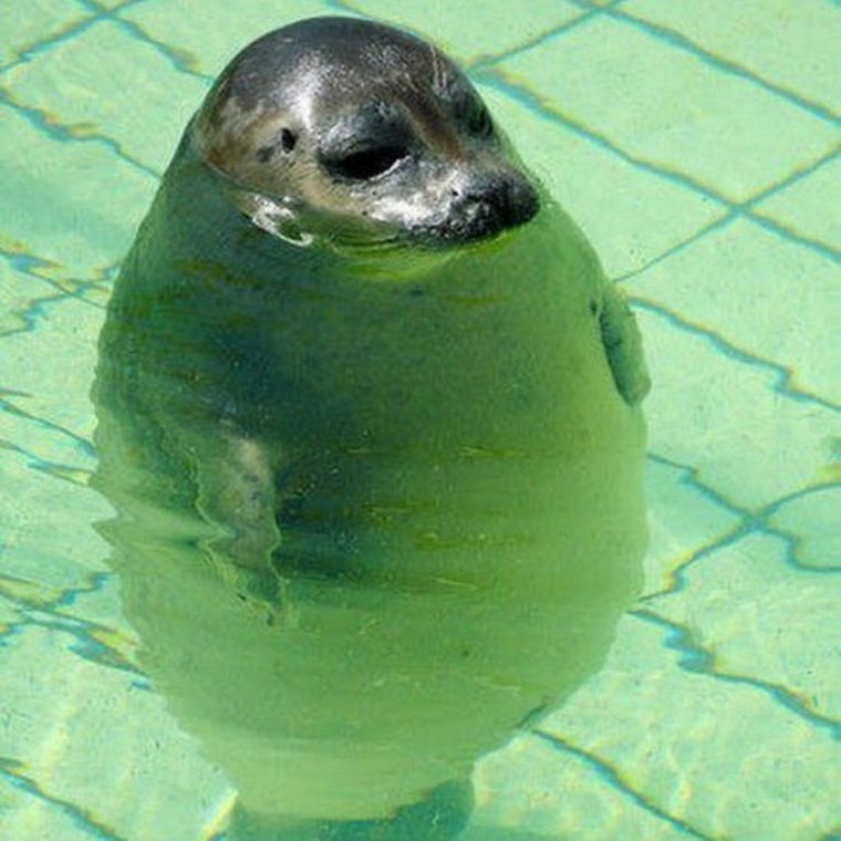 Андрэ фильм про тюленя