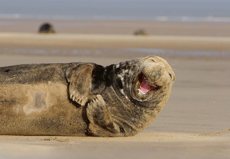 Счастливые животные