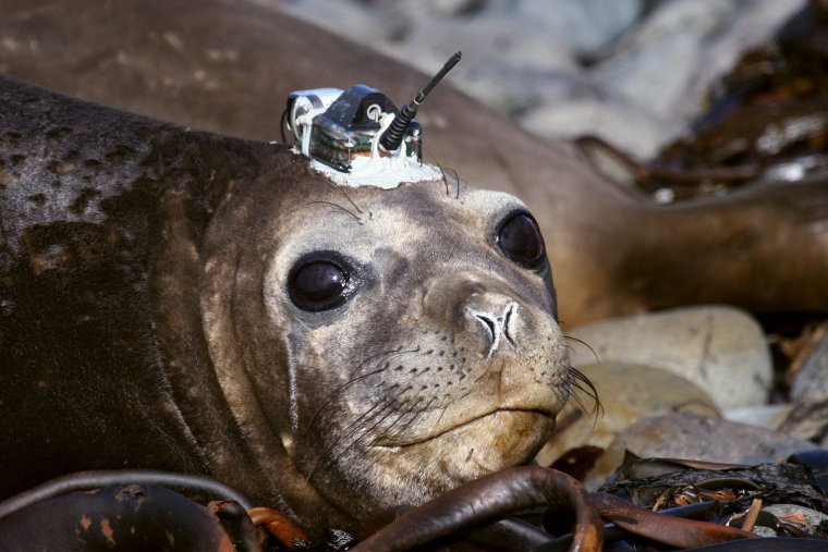 Тюлень с оружием