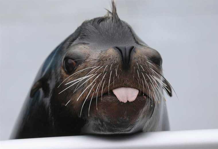 Смешные морские животные