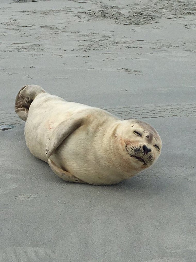 Счастливый тюлень