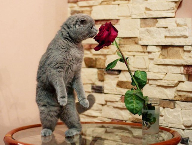 Приколы с цветами