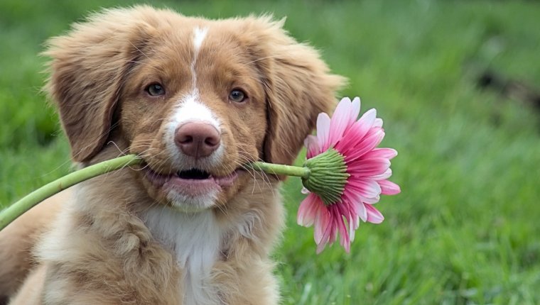 Животные с цветами