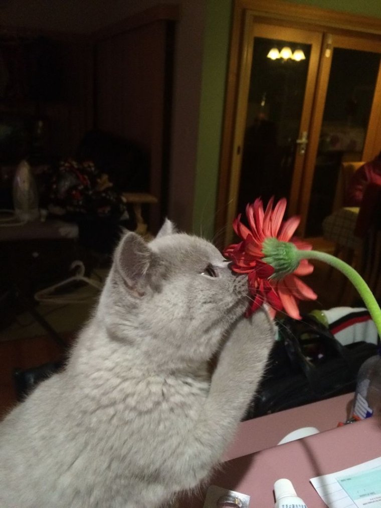 Котик нюхает цветочек