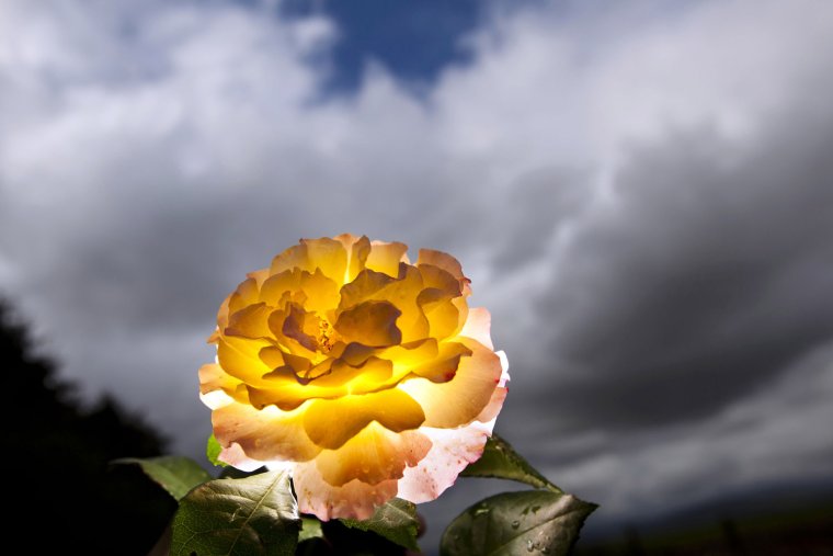 Розы атмосфера