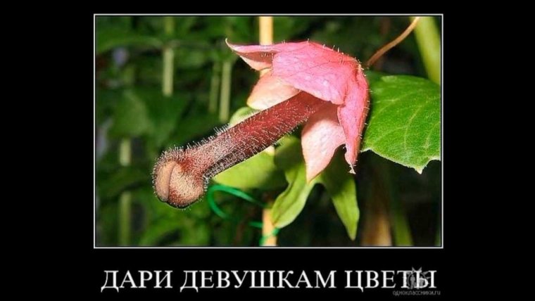 Так вот ты какой цветочек Аленький