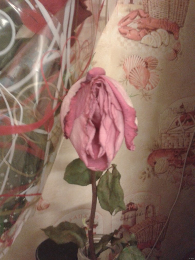 Цветок похожий на влагалище